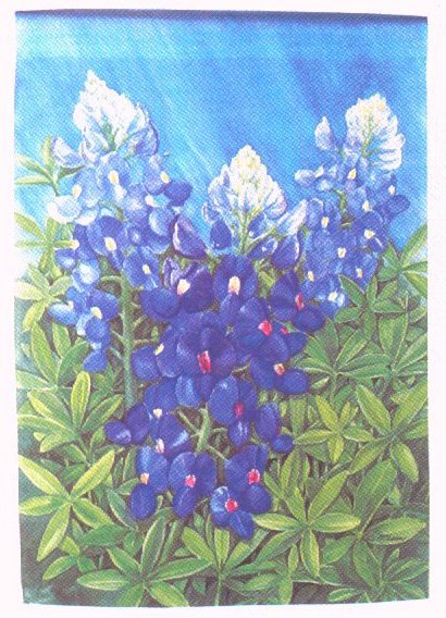Bluebonnets